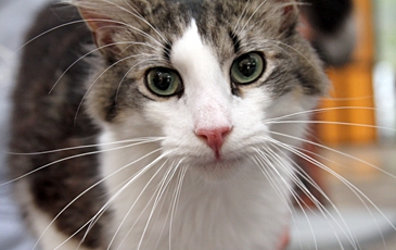 Close-up of a Kitty